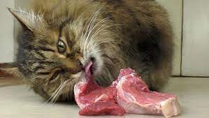 Cats Are Carnivores Meaning They Eat Meat It S As Simple As That In The Wild Cats Will Catch And Eat Their Prey Cat Nutrition Cat Food Cats And Cucumbers