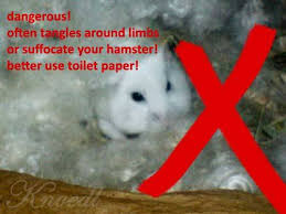 Lesson Learned: Don'T Leave A Fresh Roll Of Toilet Paper On The Floor When  Your Hamster Is Out And About! : R/Hamsters