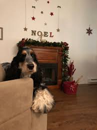 Pin By Rachel Swann On Cocker Spaniel English Cocker Spaniel Cocker Spaniel English Cocker