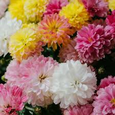 Maybe you would like to learn more about one of these? Arizona Floral Exchange Delivering Fresh Wholesale Flowers To Phoenix Afx