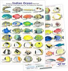 Indian Ocean Reef Fish Id Card Waterproof Double Sided Card