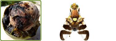 Image result for Rhagoletis completa