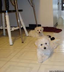 Browse thru bichon frise puppies for sale near raleigh, north carolina, usa area listings on puppyfinder.com to find your perfect puppy. Bichon Frise Puppies Price 550 00 For Sale In Peachland North Carolina Best Pets Online