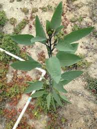 Image result for Nicotiana glauca