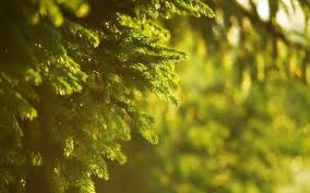 Spruce Green Nature Photography Blurred Depth Of Field Sunlight Wallpapers Hd Desktop And Mobile Backgrounds Here are only the best green desktop wallpapers. spruce green nature photography