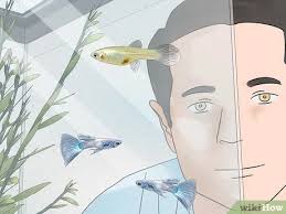 3 Ways To Tell If Your Fish Is Having Babies - Wikihow