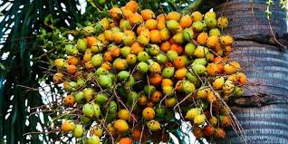 Maybe you would like to learn more about one of these? Efektifkah Pinang Untuk Kejantanan Pria Deherba Com