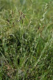 Image result for Fimbristylis madagascariensis