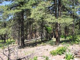 Image result for Forest Green 2002 Durango