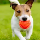 Image result
