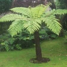 Image result for Cyatheaceae