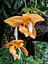 Image result for Angraecopsis amaniensis