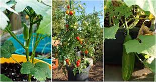 All the vegetables in summer season are much important for our daily usage in while cooking and eating. 10 Best Vegetables To Grow At Home This Summer Top 10 Plants Nurserylive Wikipedia