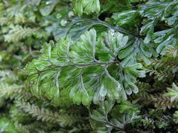 Image result for Hymenophyllum capense