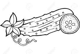 Jpg file, a4 size to download Cucumber Coloring Page Hand Drawn Illustration For Adult And Children Royalty Free Cliparts Vectors And Stock Illustration Image 80337373