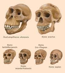 Human Evolution Skulls By Amircea On Deviantart Human Evolution Prehistory Hominid