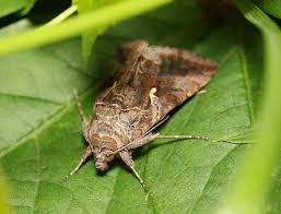 Image result for Autographa gamma