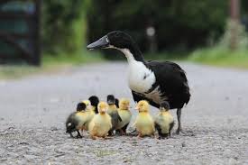 Gambar bebek mati terbaik download now bebek mati. Mengapa Banyak Anak Bebek Yang Mati Sebelum Dewasa Naviri Magazine