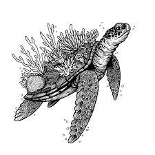 How to draw a seashe. This Illustration Of A Turtle With Coral On Their Shell Presents A Connection Between An Animal And Their Environm Coral Drawing Turtle Drawing Animal Drawings