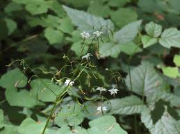 Image result for Blyxa hexandra