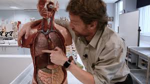 Your ribs form a protective cage that encloses many of your delicate internal organs, such as your heart and lungs. Lung Anatomy Physiopedia