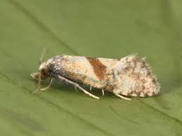 Image result for Cochylidia implicitana