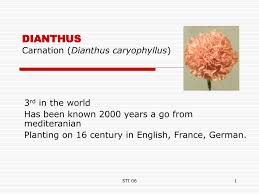 Saya tidak mendapat banyak masa lapang hari ini. Ppt Dianthus Carnation Dianthus Caryophyllus Powerpoint Presentation Id 4711749