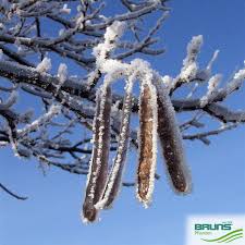 Image result for Robinia pseudo-acacia