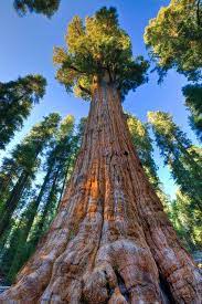 General Sherman Tree Sequoia National Park Beautiful Tree Famous Trees National Parks