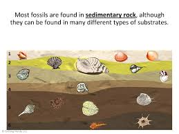 Why isn't carbon dating used to date fossils? How Old Is That Fossil Objective To Determine The Age Of Fossils Using Radioactive Dating Bell Work What Is A Fossil Solid Remains Or Imprints Of Ppt Download