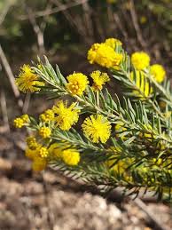 Image result for Pseudoeriosema longipes