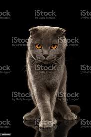 Vezes Britanico Gato Engracado Esta No Espelho Negro Fotografias De Stock E Mais Imagens De Cultura Escocesa Istock