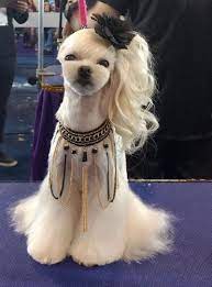 dear labby tip the groomer dogtime minnoslar i take my dog to a groomer am i supposed to tip 2020 kopek turleri bebek kopekler sevimli kopek yavrulari