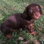 Advice from breed experts to make a safe choice. Miniature Dachshund Breeders In Alabama Mini Dachshund Puppies For Sale Bear Creek Akc Dachshunds Dachshund Dachshund Breeders Dapple Dachshund