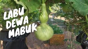 Si Unik Labu Botol Labu Botol Bisa Dimakan Di 2020 Labu Minuman Makanan