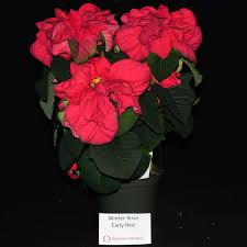 Check spelling or type a new query. Winter Rose Early Red Poinsettia Trials