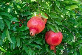 Pomegranate trees can also be pruned lightly throughout the year. How To Grow Pomegranate Trees