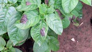 Pour un rendement optimal, incorporez à la terre, humifère et légère de préférence, de l'engrais de pomme. Le Mildiou De La Pomme De Terre Maladies Pomme De Terre