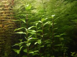 Image result for Persicaria madagascariensis