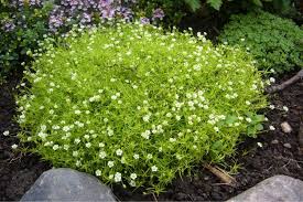 Image result for Sagina