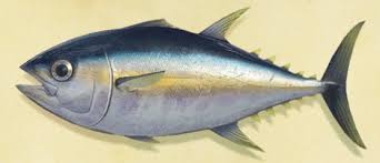 A tuna (also called tunny) is a saltwater fish that belongs to the tribe thunnini, a subgrouping of the scombridae (mackerel) family. Tuna Animal Crossing Wiki Fandom