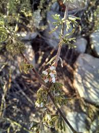 Image result for Anthospermum ammannioides