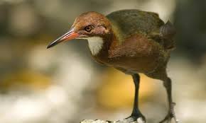 However, their flightlessness made them easy prey for sailors and their domestic animals. Flightless Bird That Went Extinct 136 000 Years Ago Appeared Again In Evolutionary Marvel Daily Mail Online