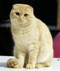 A kitten is a juvenile domesticated cat. Cat Body Type Mutation Wikipedia