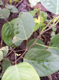 Image result for Pleurolobus