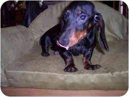 More images for dachshund puppies for sale rochester ny » Rochester Ny Dachshund Meet Waldo A Pet For Adoption