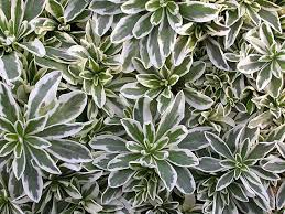 Image result for Arabis