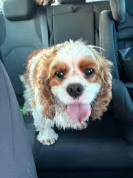 REUNITED WITH OWNER 🫶🏼