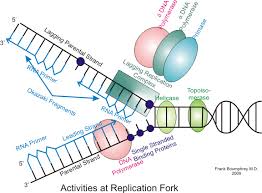 Replication dna chromosomes pairs rna transcription rna dna transcription transcription translation translation gene from gene to protein dna rna protein single strand dna double coil structure. Eukaryotic Dna Replication Wikipedia