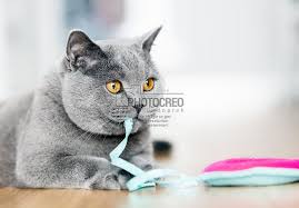 british shorthair cat playing with a toy by michal bednarek on 500px britisch kurzhaar katzen susse katzen
